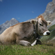 Image for article titled The Atomic Energy Commission Once Put A "Nuclear Heart" In A Cow